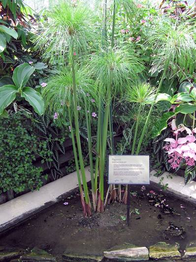 Kew.gardens.papyrus.plant.arp.jpg
