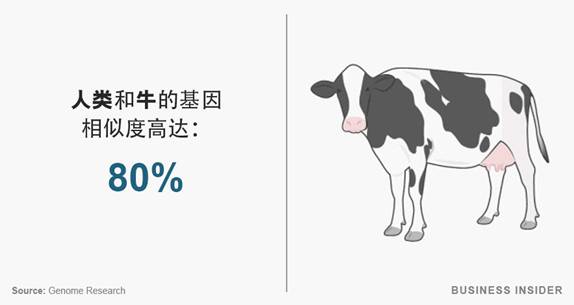 人類和牛的基因相似度
