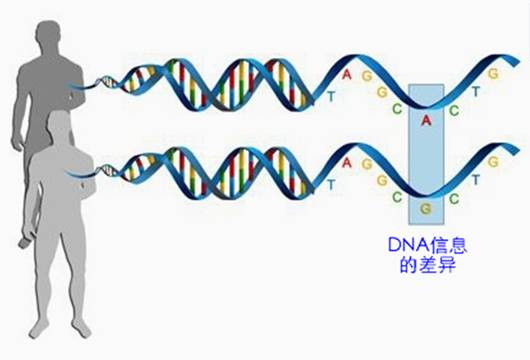 DNA信息的差異