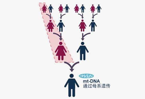 mt-DNA