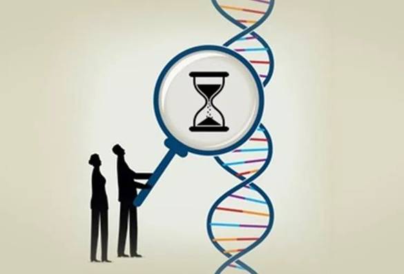 mt-DNA突變速率