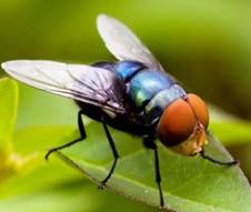 苍蝇的复眼达四千个小眼睛